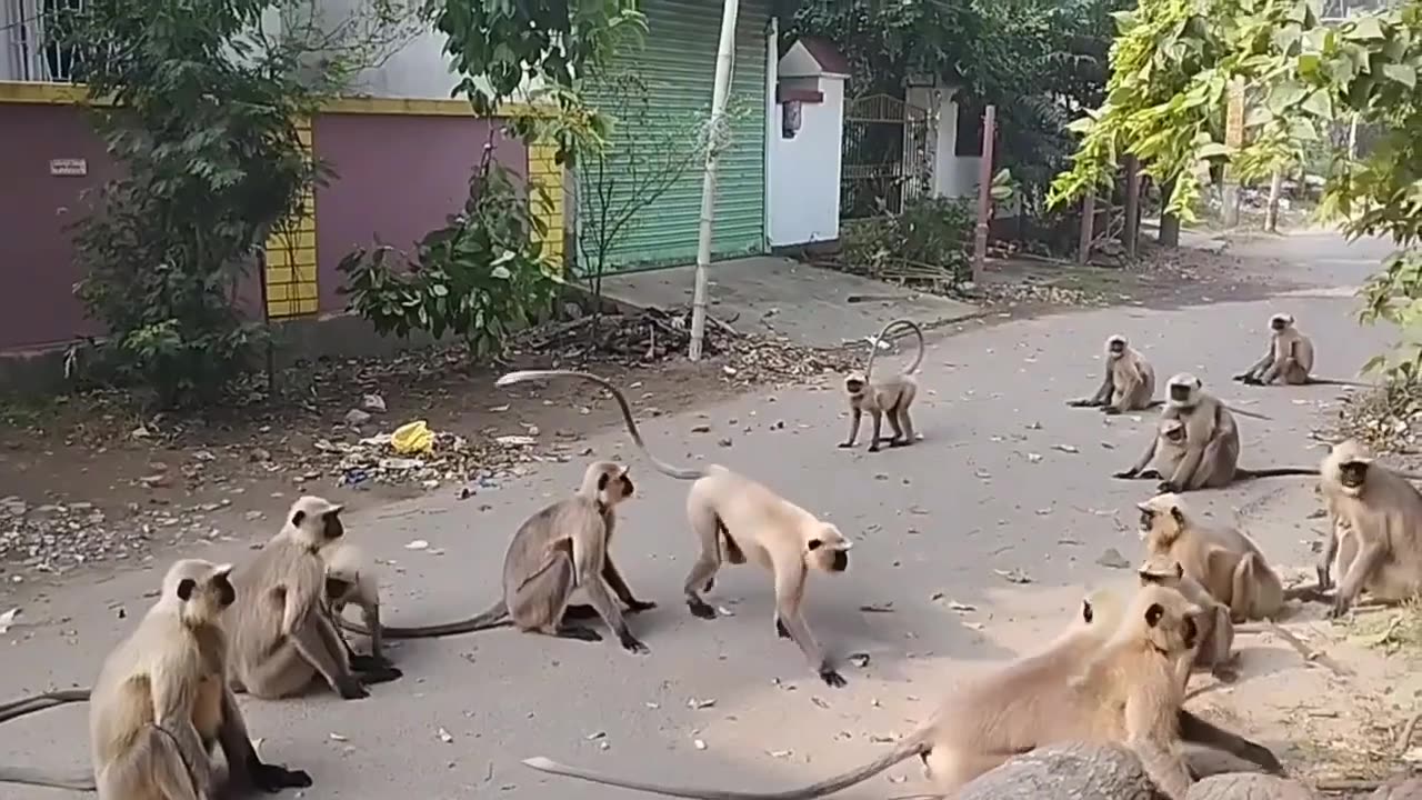 Monkeys Fighting