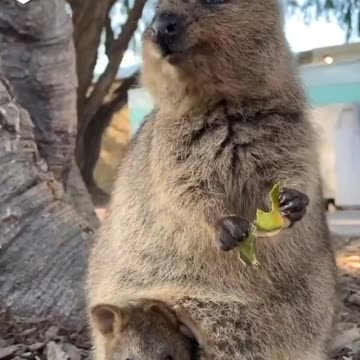 A Couple Sweethearts