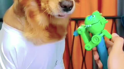 Dog: Just because I'm good-natured doesn't mean I won't bite! funny dog videos