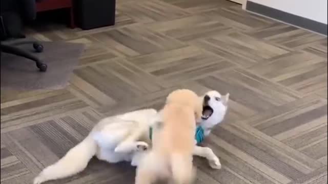 A playful, noisy dog