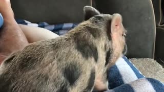 Piggy Rubs Its Rump