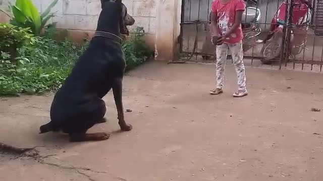 That's how my doberman listens to her command