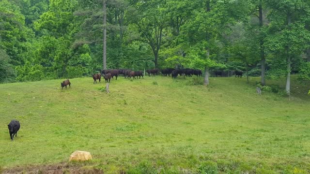 Cattle Race Downhill in Response to Owner Calling Them At Ranch