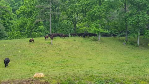 Cattle Race Downhill in Response to Owner Calling Them At Ranch