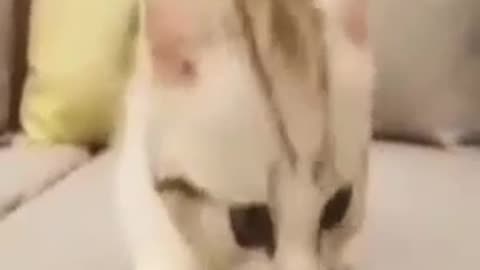 Funny Cat 🐈😺 videos