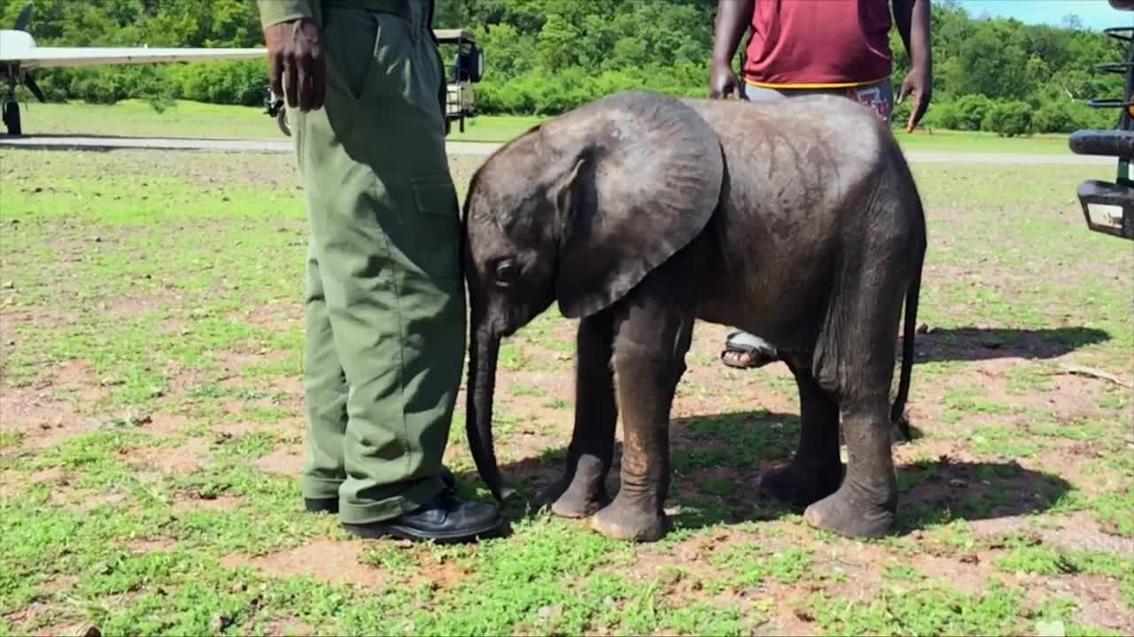 Baby elephant causes havoc at home - BBC