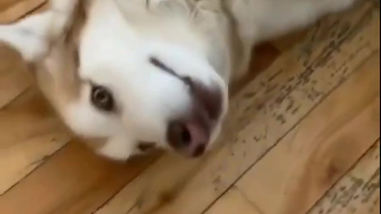 Funny dog video