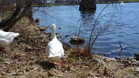 Mystery at the Pond Part 2