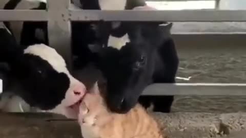 cows love cats