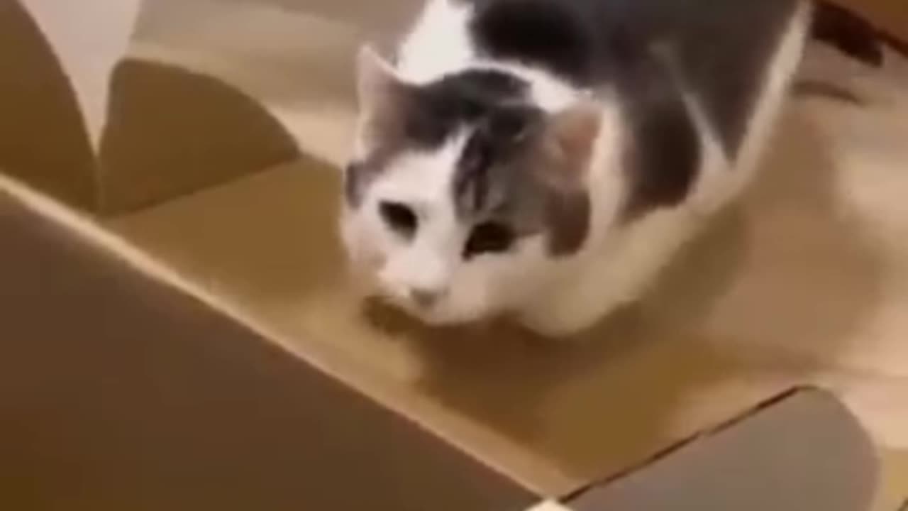 Funny cat