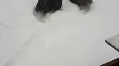 Animals and snow