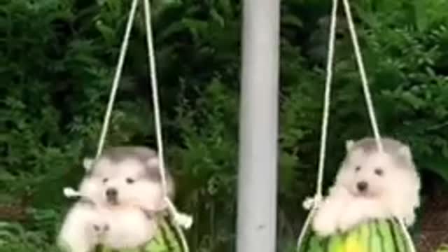 collection of funny dog videos #2