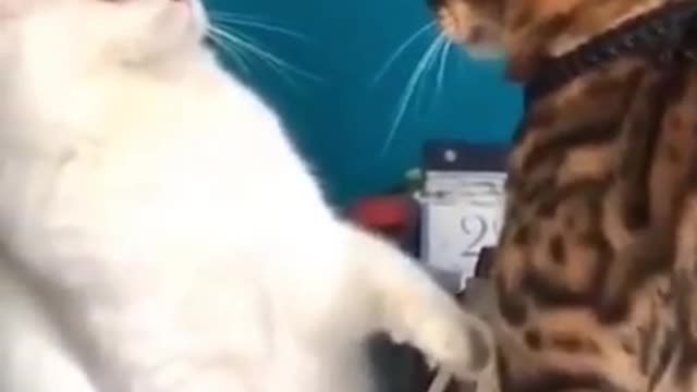 Funny cats in life - Cute and Funny Cat Videos Compilation