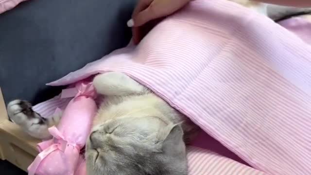 A Tiny Bed for a Cat