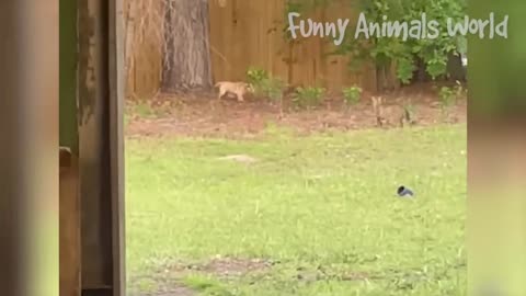 Funniest Animal Videos 2023 😅 - Best Funny Cats & Dogs Videos 🥰 #23