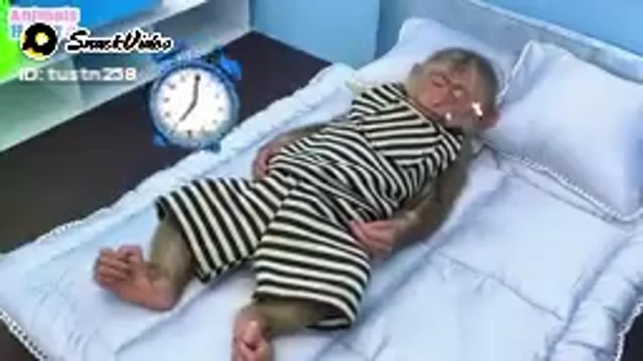Monkey