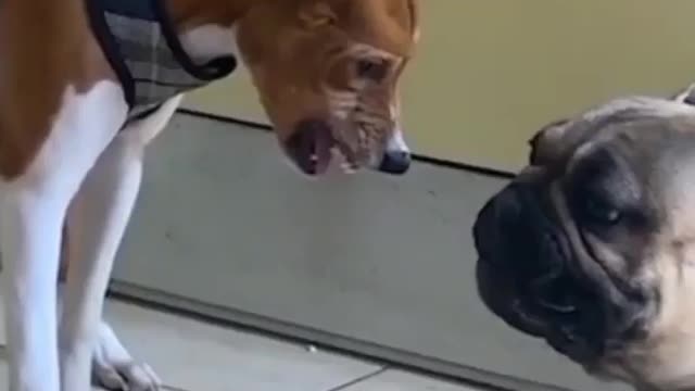 cats pets funny video