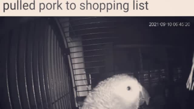 Parrot Hilarously Asks Alexa