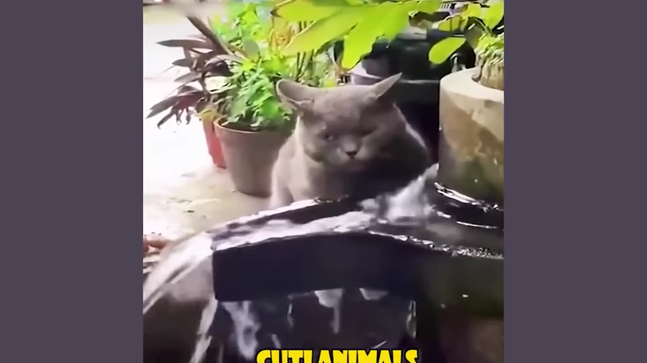 Funny Dog And Cat ππΆπ» Funniest Animals