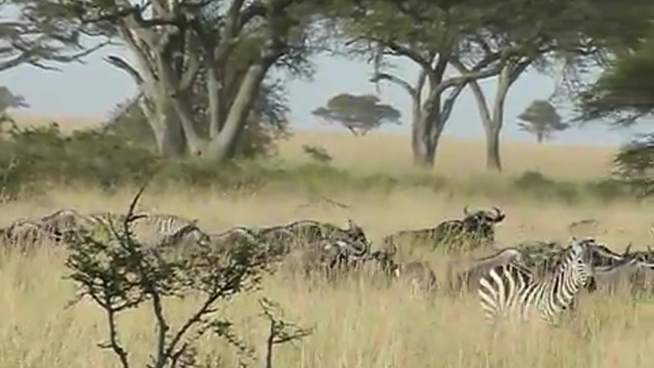 Great Migration of Wildebeest and Zebras