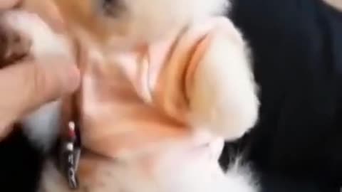 Cute puppy dressing