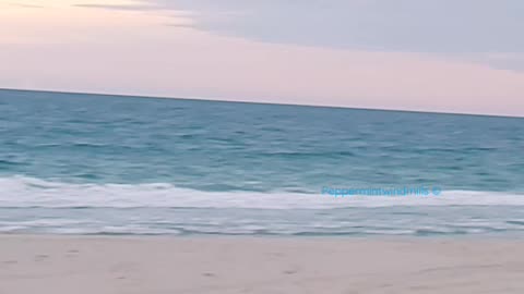A Crow flying along the sandshore 🐚🏖️⛱️