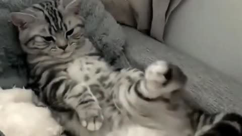 Funny 🤣 cat videos