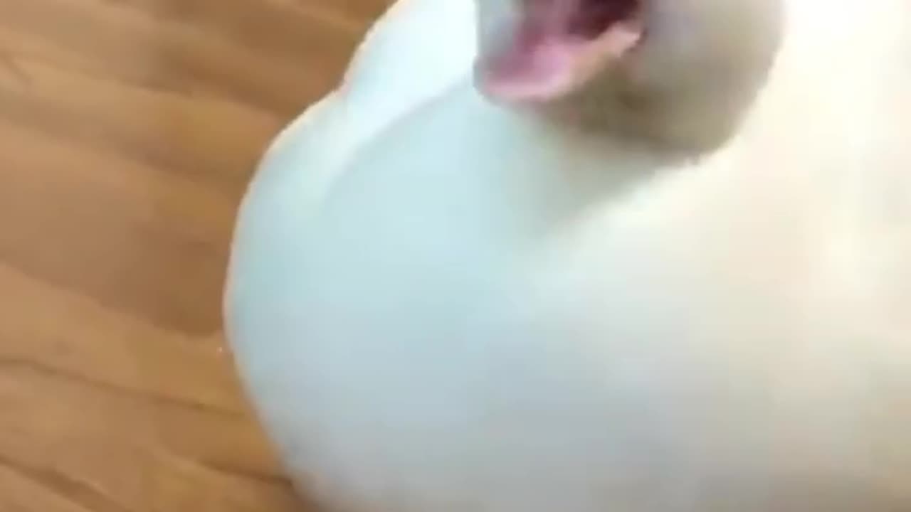 Funny - Funny Animal Sounds #shorts #viral #animals_sound