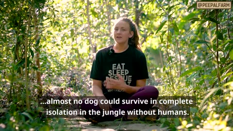 Why do we sterilize stray dogs? | Spay | Neuter