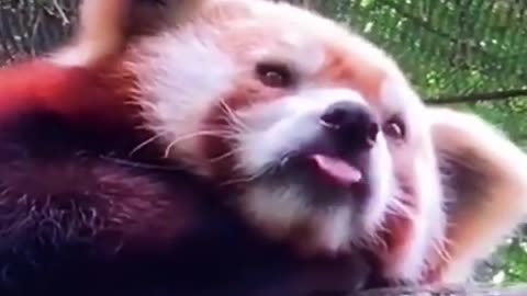 The red panda
