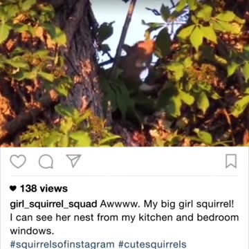Squirrels Who Lost Mom Get A Brand-New Family | The Dodo