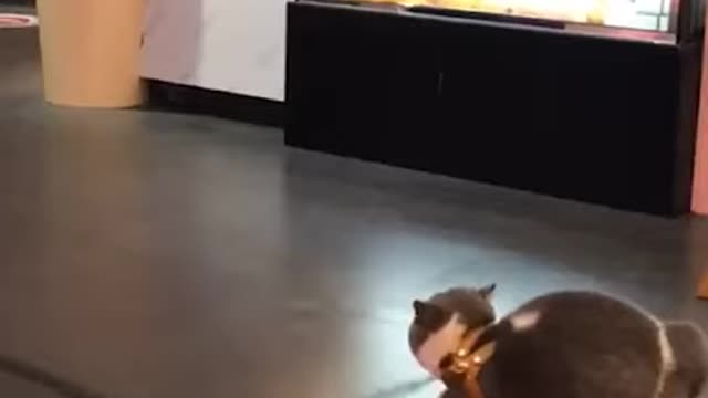 Lovely Cat, black cat, cats, funny cats, funny cat videos 1603