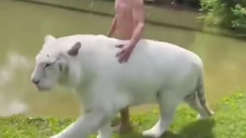 Dogs#Funny videos 23#Full Fun# Cat Funny Dancing #