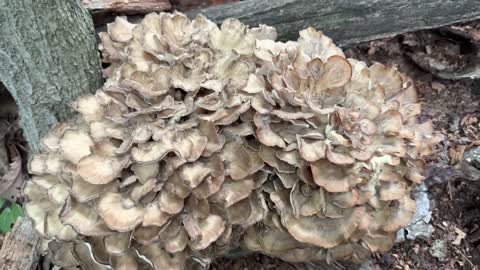 Maitake mushrooms (hen of the wood)