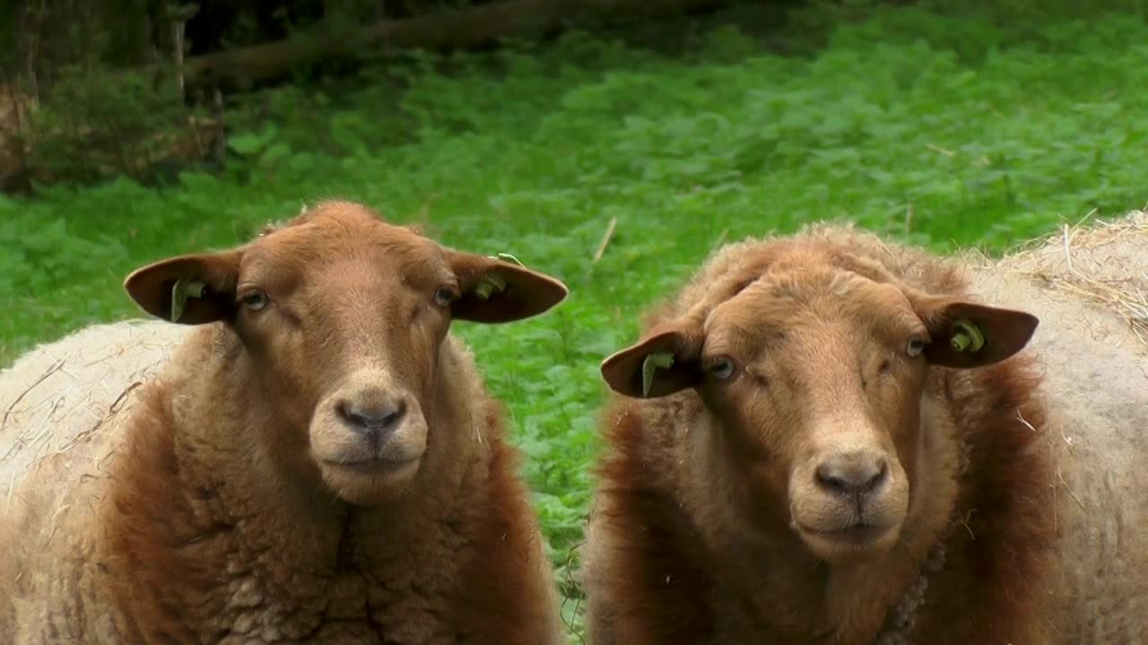 Funy sheep animals