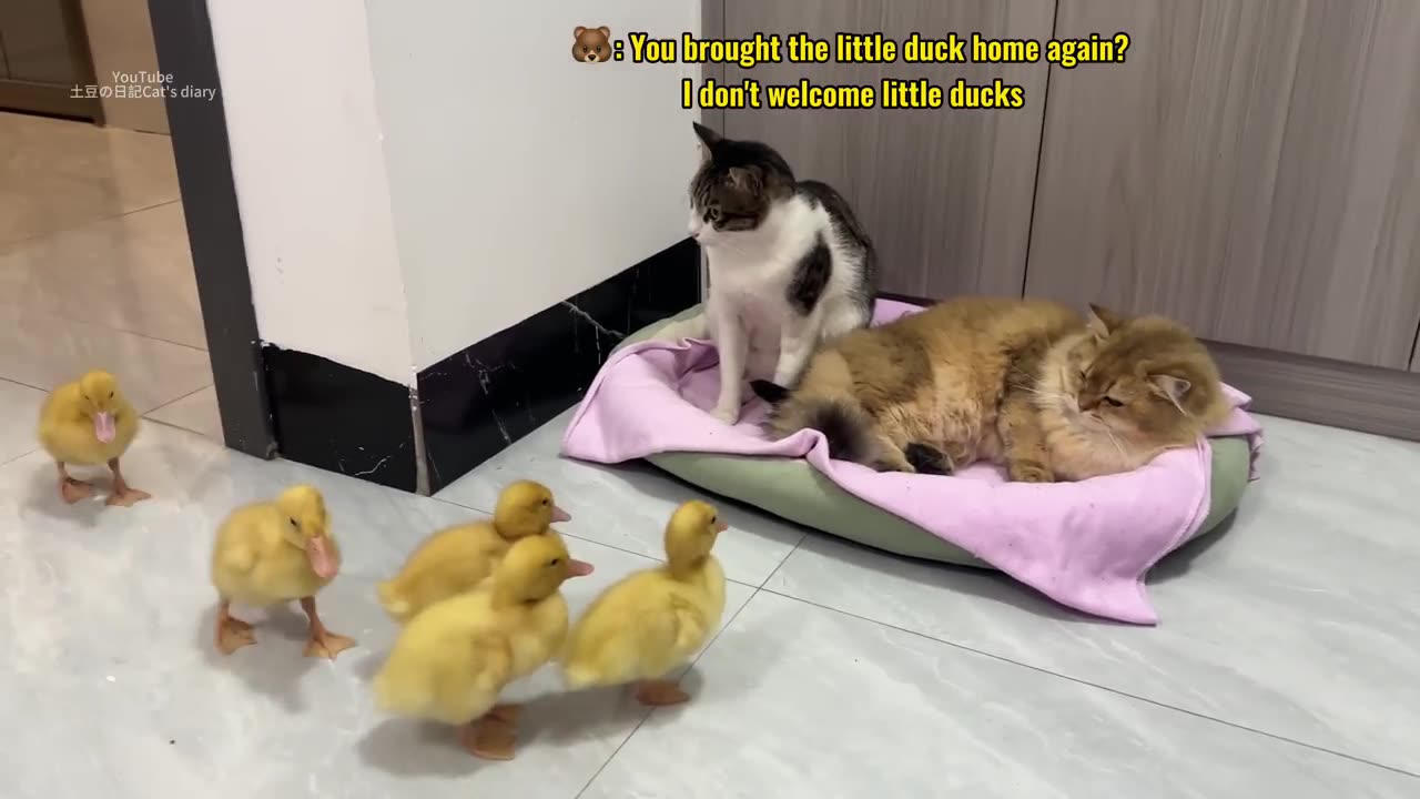 Fantastic animals!The kitten hugs the little duck and sleeps.😂Mother duck’s behavior so funny cute