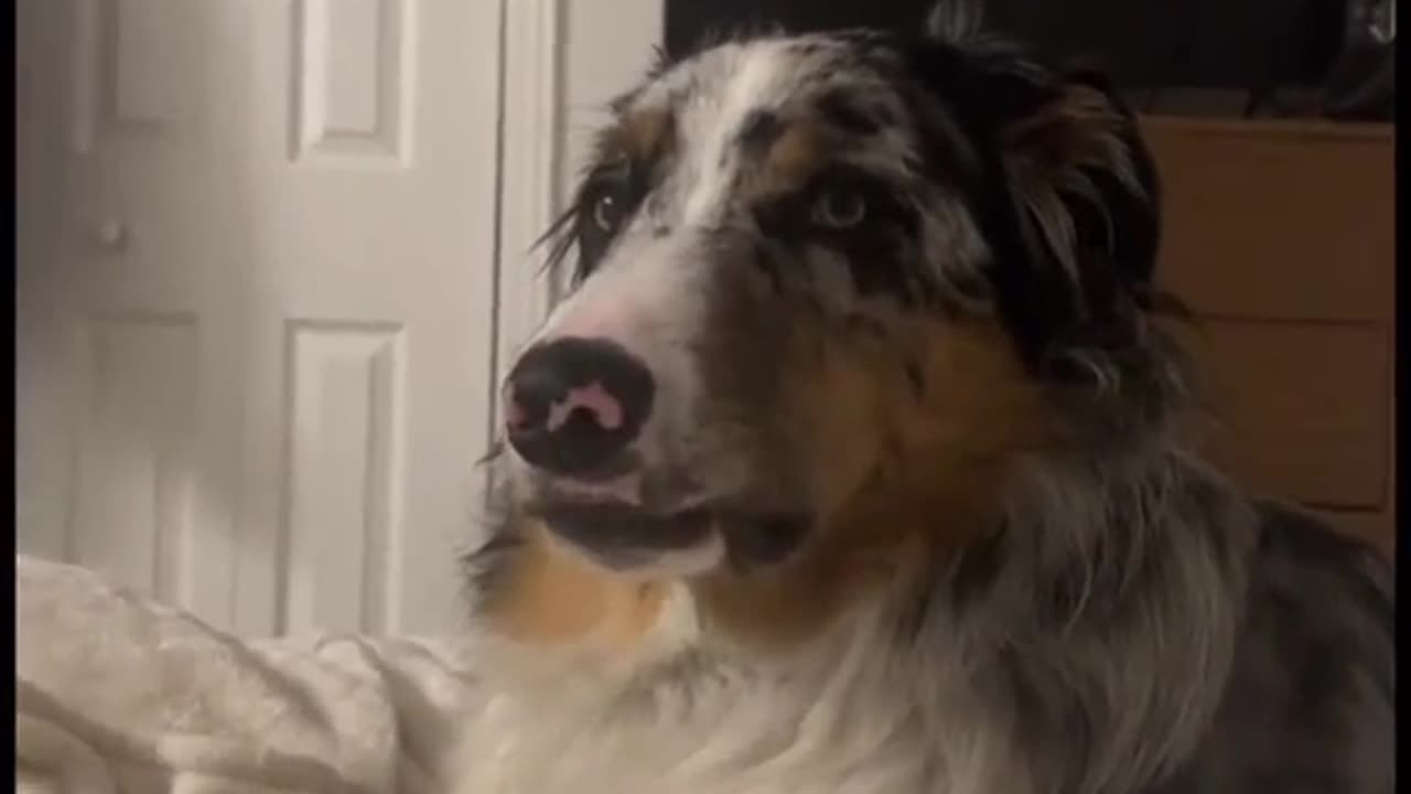 Attention alert: My dog's jealousy radar is more accurate than a GPS tracker! πΎπ¨#EnvyExpert
