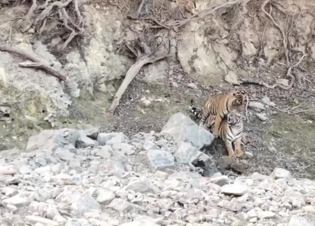 Tigers Caught In Action At Ranthambore National Park