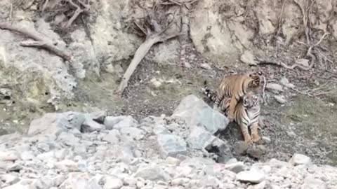 Tigers Caught In Action At Ranthambore National Park