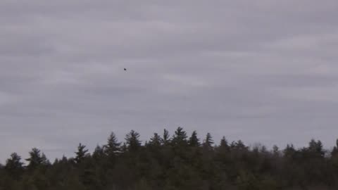 Crow