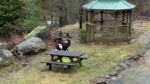 NW NC at The Treehouse 🌳 Meet Thor a neighbor’s new addition and protector of our mountain 🐶