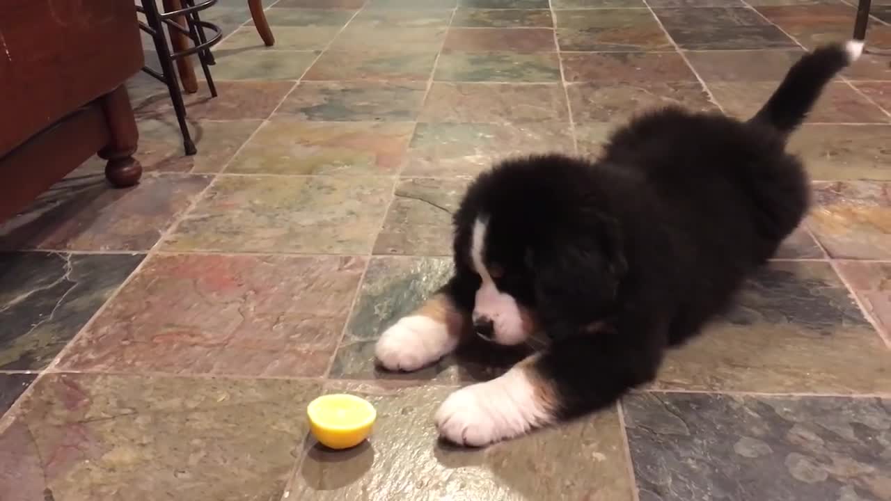 Bernese Mountain Dog Filhote de cachorro vs limão