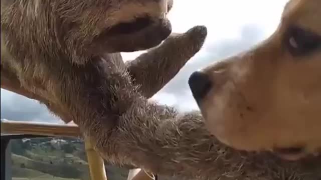 A sloth trying to understand what that other creature is