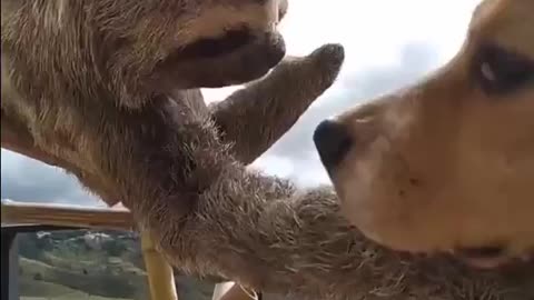 A sloth trying to understand what that other creature is