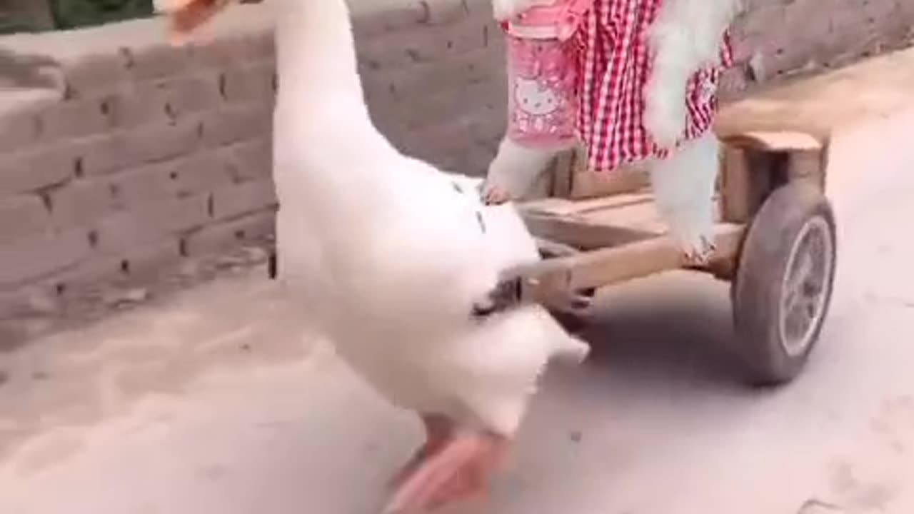 FRIENDSHIP WITH DUCK AND CAT