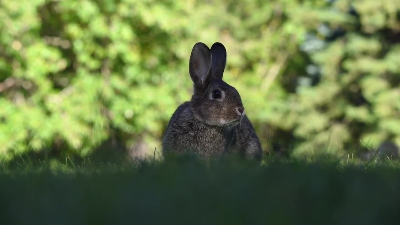 Lovely animals