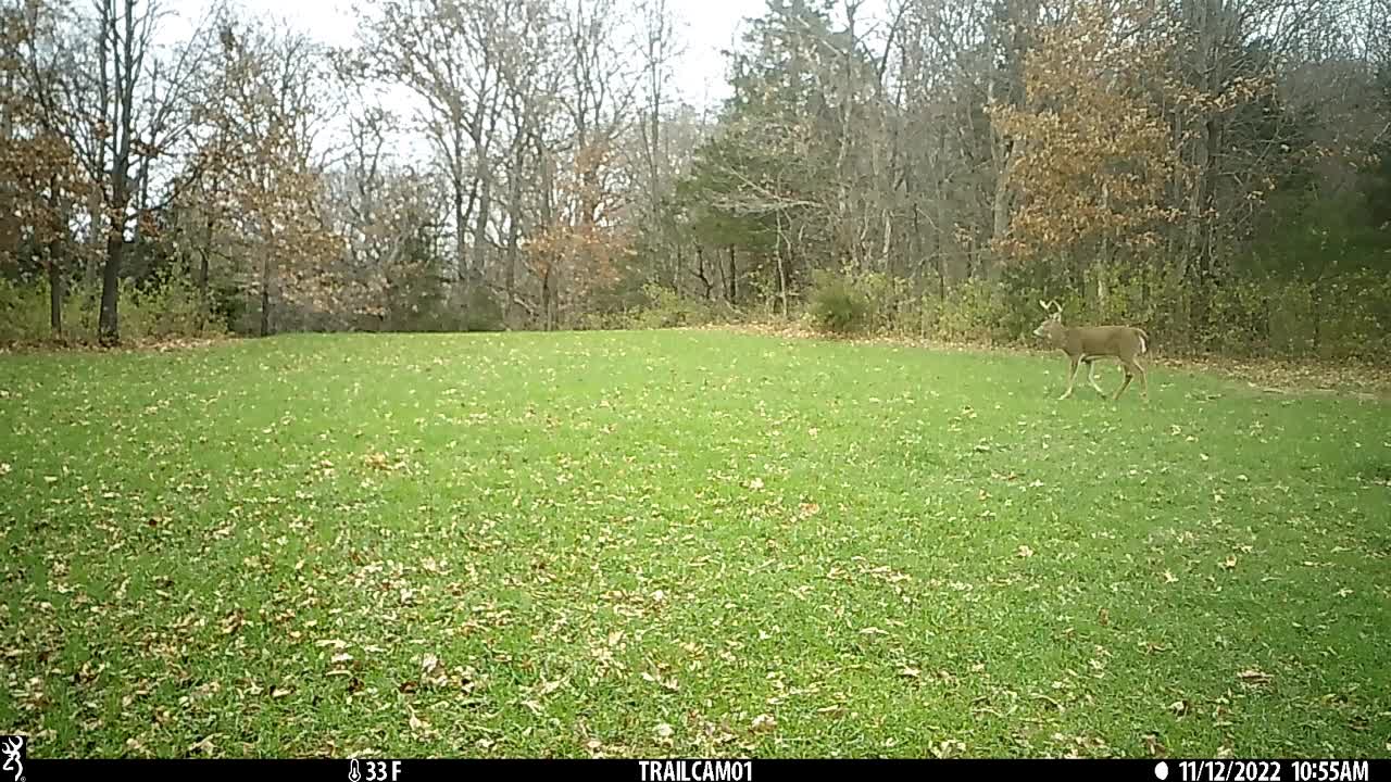 10 pt. buck has been injured. 2022 Fall food plot video 8