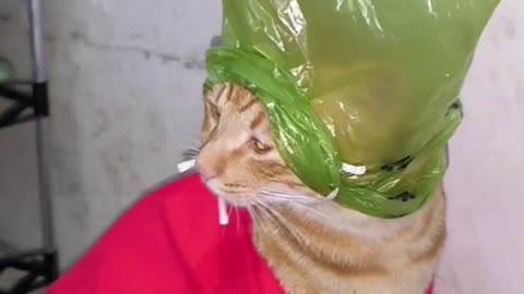 funniest cat video 😍 🤩 📹 🤣