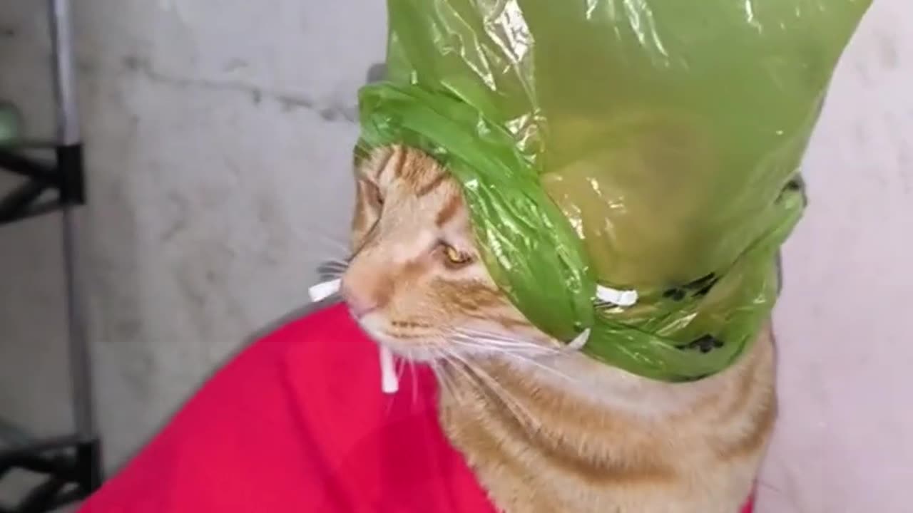 funniest cat video 😍 🤩 📹 🤣