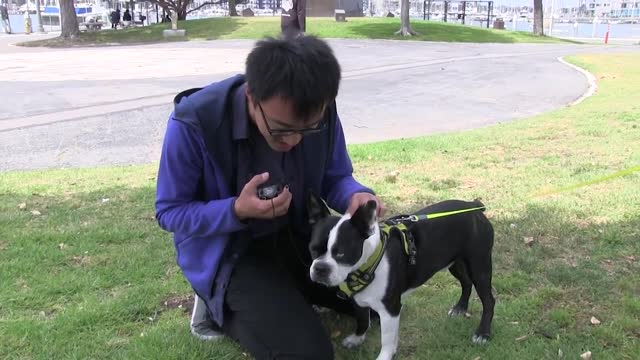 Serenading A Dog